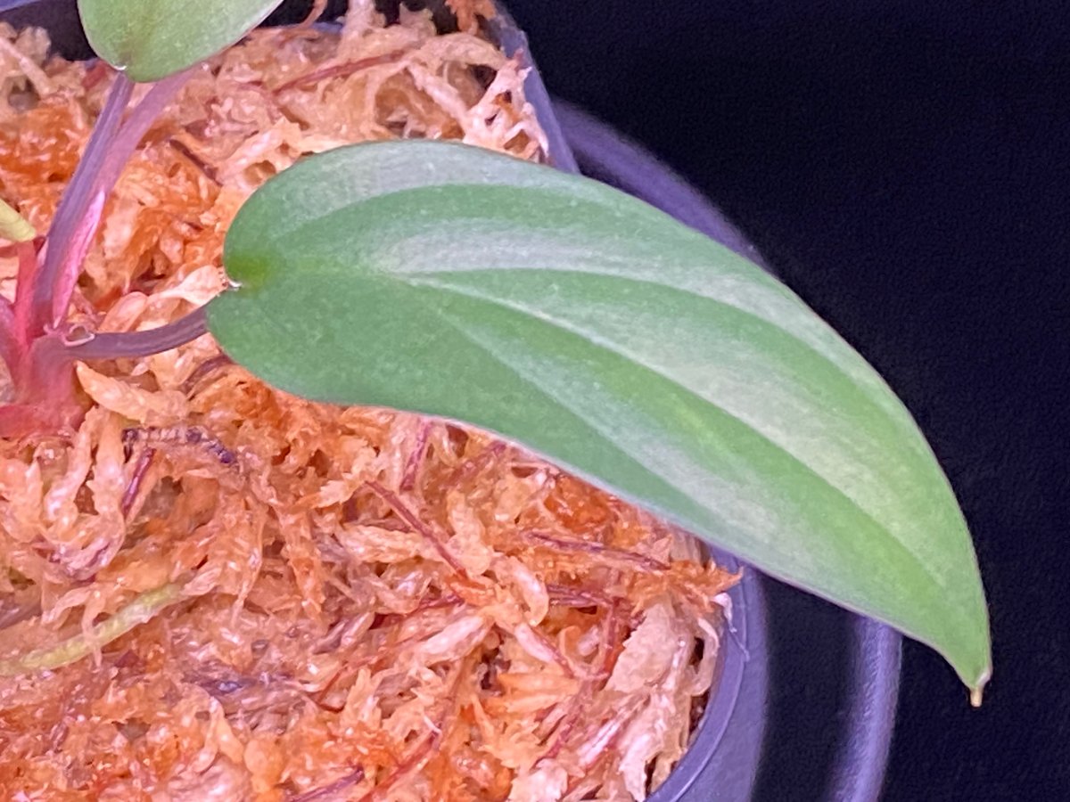 熱帯植物　TZ便　ネームド　ホマロメナsp.\"斑雪\" LA便ネームド ホマロメナ Homalomena sp.