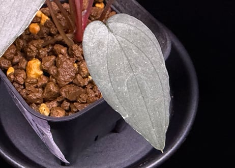 Homalomena sp. "Sapphire Velvet" Kepulauan Riau KN便