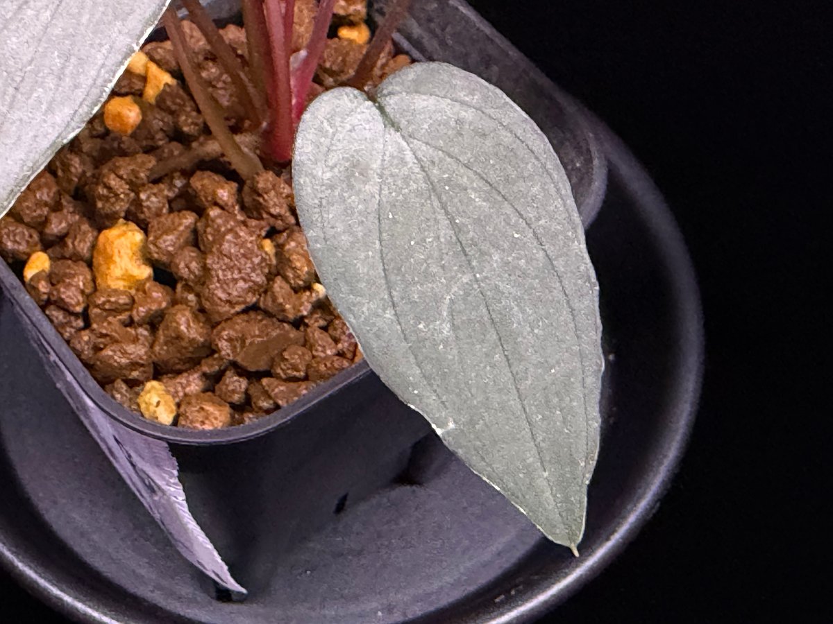Homalomena sp. 