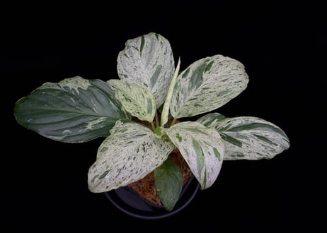 CATEGORY Homalomena | 369の杜(ミロクのもり)