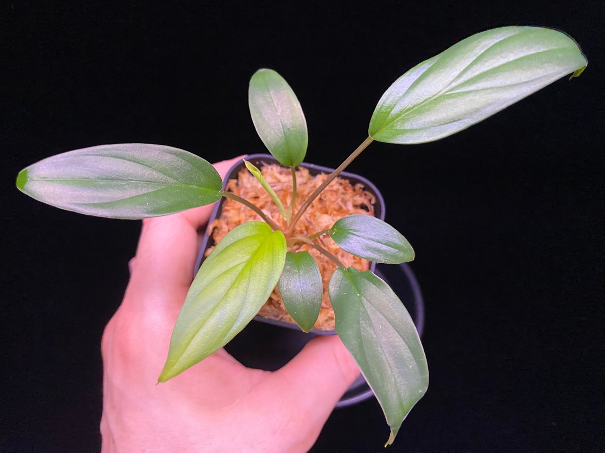Homalomena sp. Pulau Beltung T-180723 TZ便 | 36