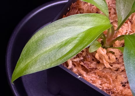 第二弾　Homalomena Hybrid【M1124-f1】