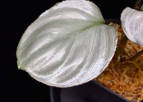 Homalomena sp. "Aluminium" Kota Payakumbuh Sumatera Barat