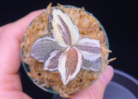 Anoectochilus sp アネクトキルスsp斑入り (小サイズ)