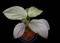 Homalomena sp. Bengkulu Sumatra T-140523 Di belakang gunung TZ便