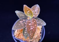 Cystorchis stenoglossa シストーチス ステノグロッサ | 369の杜(ミ