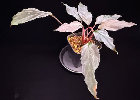 Homalomena sp. 蛇蝎　Sumatera Utara【ZOE0924-7p】トイ吉便