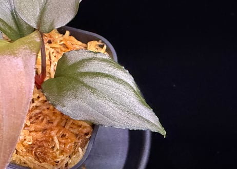 Homalomena sp. 黒錦　Sumatera Utara【ZOE0225-2p】