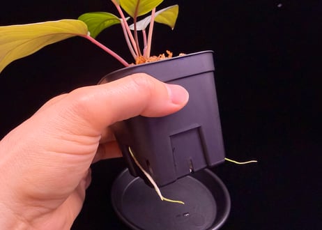 Homalomena sp "Silver Muska" from Aceh Besar【 AZ0324-2】AZ便