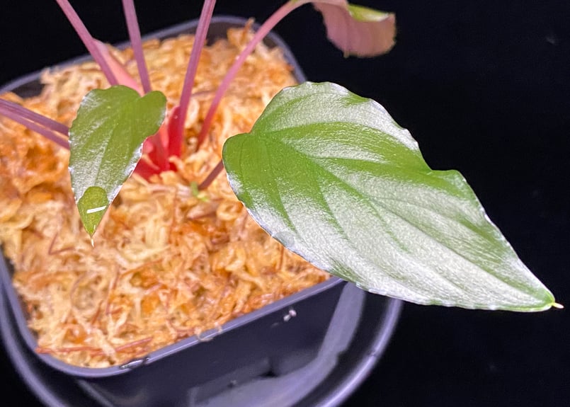 Homalomena sp from Lahat 【AZ1123-1】AZ便 | 369の杜(