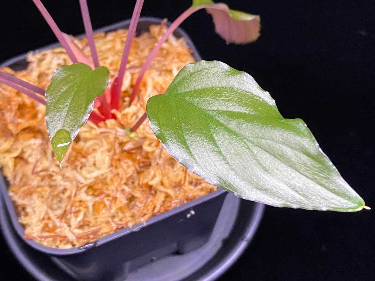 Homalomena sp from Lahat 【AZ1123-1】AZ便 | 369の杜(