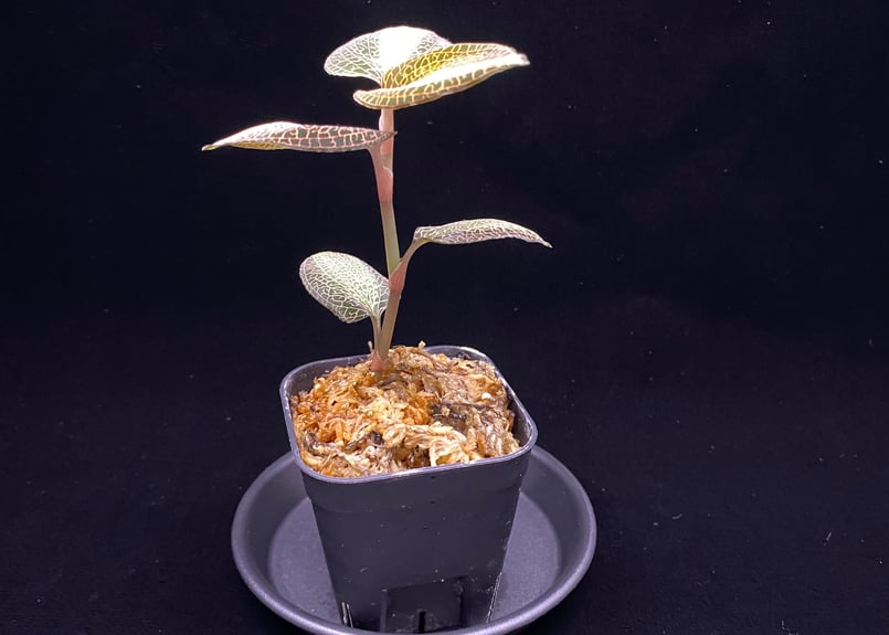 Anoectochilus roxburghi 