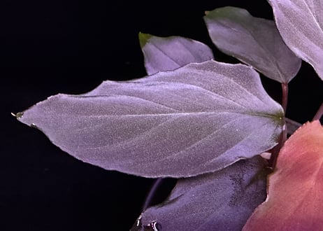 Homalomena sp. 蛇蝎　Sumatera Utara【ZOE0924-7p】トイ吉便