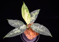 Aglaonema pictum(KKF0222-fi-2/7) LA便