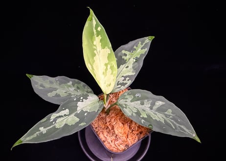 Aglaonema pictum(KKF0222-fi-2/7) LA便