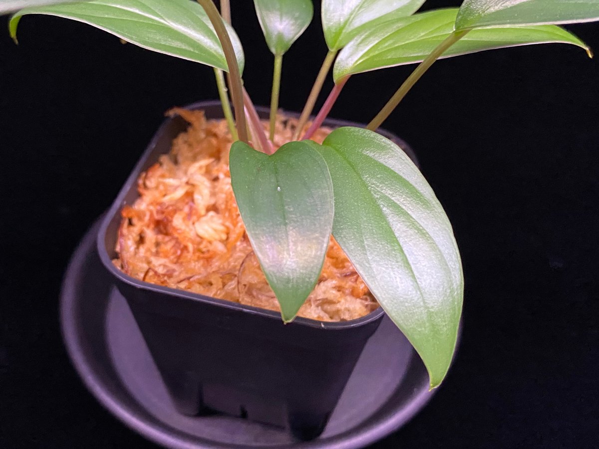 熱帯植物 TZ便 ホマロメナsp.