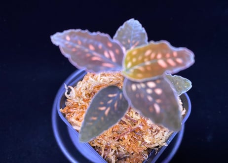 Cystorchis stenoglossa 