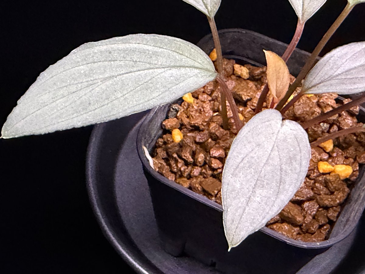 Homalomena Sapphire Velvet ナローTYPE KN便 Homalomena sp. 