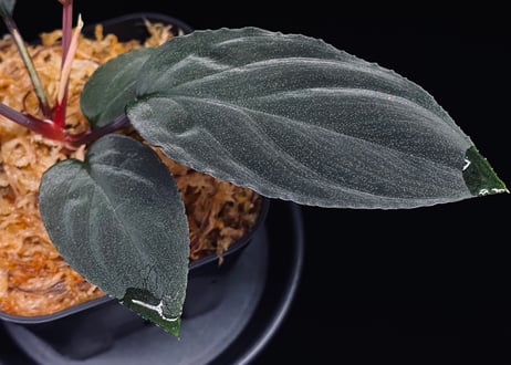 Homalomena sp. Kabupaten Landak Kalimantan Barat T-3810-2　TZ便