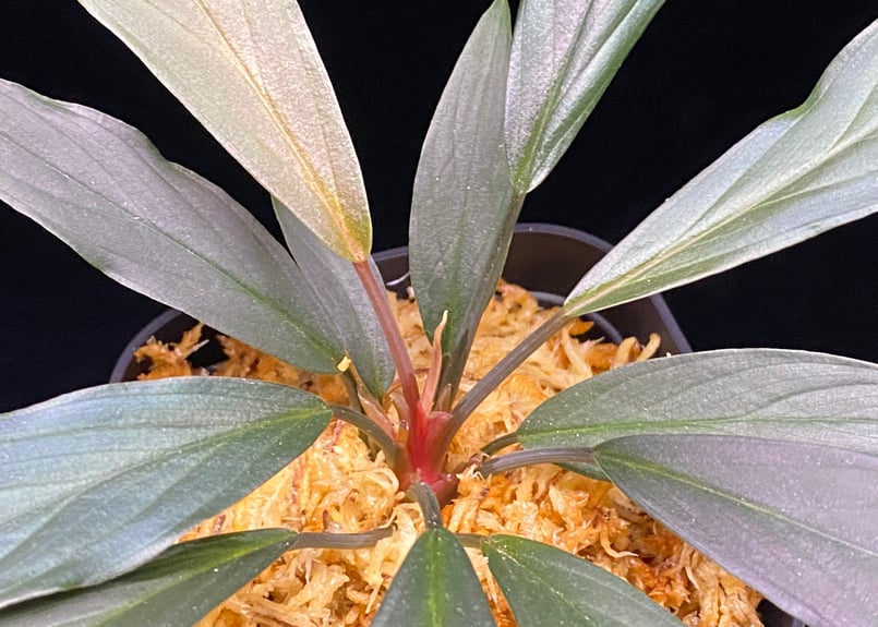 Homalomena sp. “濡烏” Riau sumatera【LA0518-02】LA便