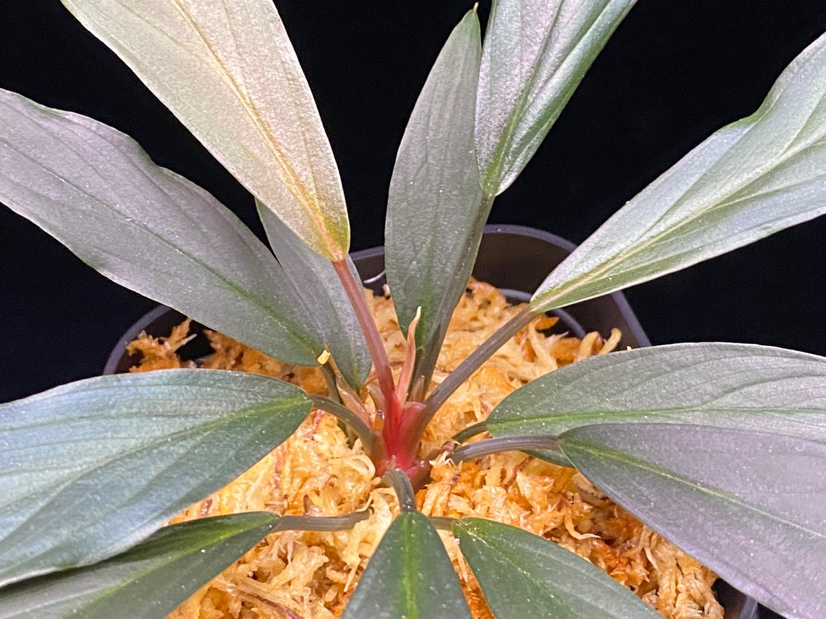 Homalomena sp. “濡烏” Riau sumatera【LA0518-02】LA便