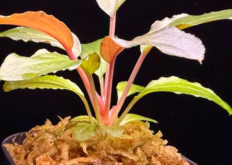 第一弾　Homalomena Hybrid【M0324-f1】