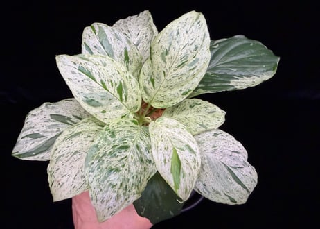 Homalomena sp. 'Variegata' "斑雪" Sumatra Selatan T-180323 TZ便