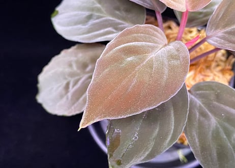 Homalomena sp "Red leaf" from Kalbar【AZ0823-2】AZ便