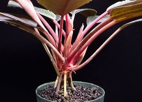 bucephalandra sp. dark achilles ブセファランドラ ダークアキレス