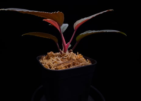 Homalomena sp. Kabupaten Landak Kalimantan Barat T-3810-2　TZ便