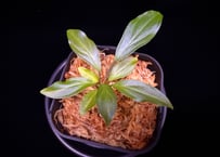 第二弾　Homalomena Hybrid【M1124-f1】