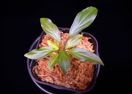 第二弾　Homalomena Hybrid【M1124-f1】
