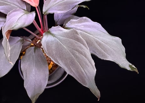 Homalomena sp. 蛇蝎　Sumatera Utara【ZOE0924-7p】トイ吉便