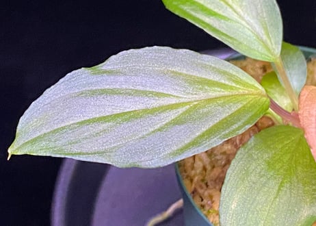 Homalomena Hybrid【M0324-f1】