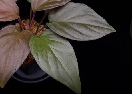Homalomena sp. Bengkulu Sumatra T-140523 Di belakang gunung "モスグリーンリーフ" TZ便