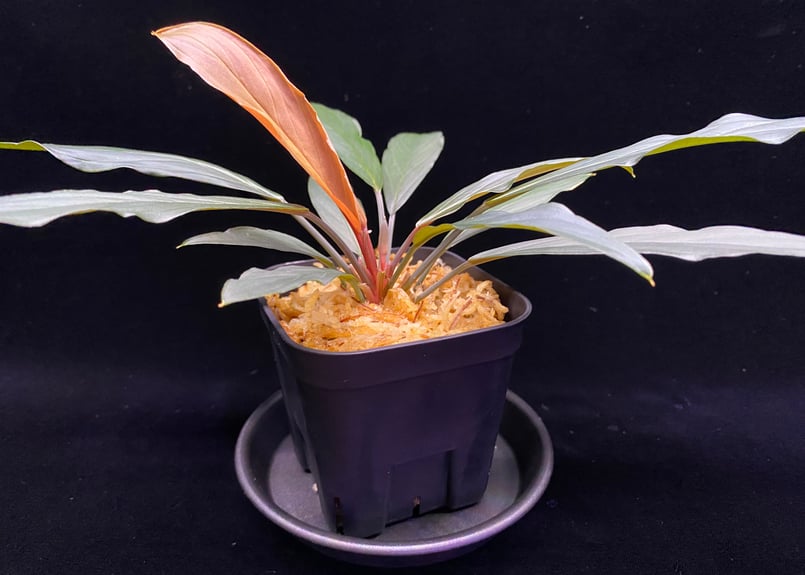 Homalomena sp.“濡烏” 【LA0518-02】 Homalomena sp. “濡烏” Riau sumatera【LA0518-02】LA便