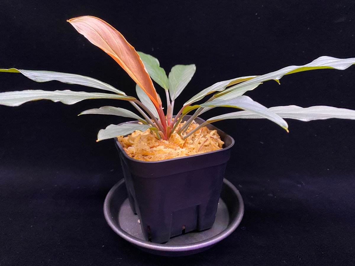 Homalomena sp. “濡烏” Riau sumatera【LA0518-02】LA便