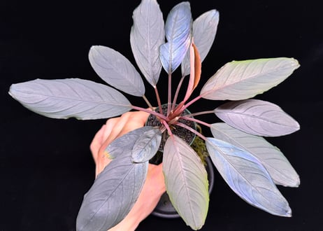 bucephalandra sp. dark achilles ブセファランドラ ダークアキレス