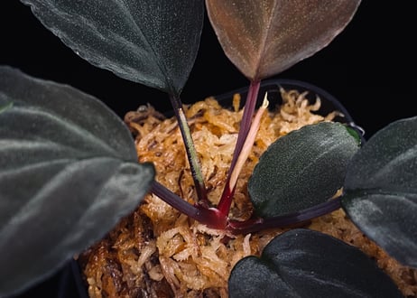 Homalomena sp. Kabupaten Landak Kalimantan Barat T-3810-2　TZ便