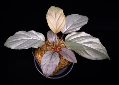 Homalomena sp. Bengkulu Sumatra T-140523 Di belakang gunung "シルバーピンクリーフ" TZ便
