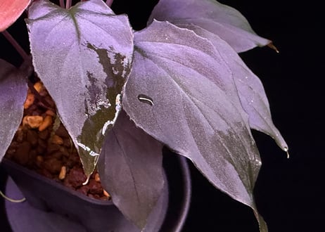 Homalomena sp. 蛇蝎　Sumatera Utara【ZOE0924-7p】トイ吉便