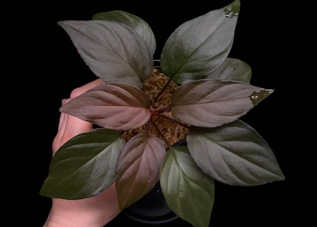 Homalomena sp. Bengkulu Sumatra T-140523 Di belakang gunung "モスグリーンリーフ" TZ便