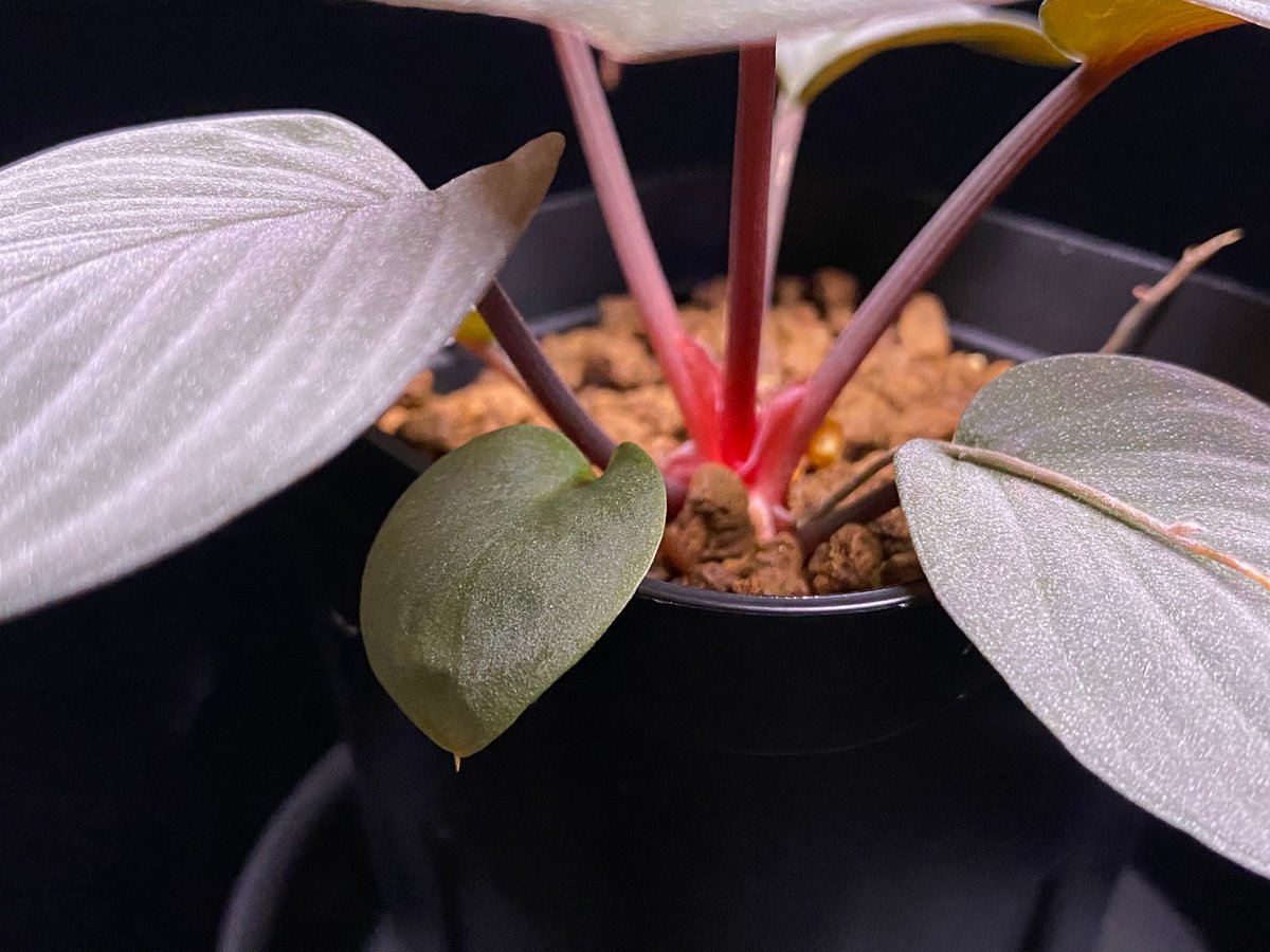 Homalomena Rec130 - K0721-f1 kzt便 | 369の杜(ミロクのもり)