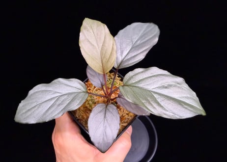 Homalomena sp. Bengkulu Sumatra T-140523 Di belakang gunung "シルバーピンクリーフ" TZ便