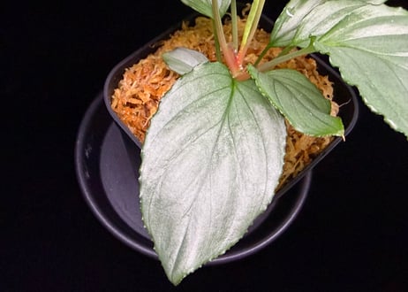Homalomena sp. Bengkulu Sumatra T-140523 Di belakang gunung "グリーンシルバーリーフ" TZ便