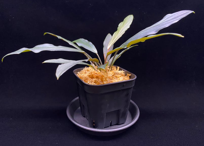 2 Homalomena sp 濡烏 Riau sumatera Homalomena sp. 