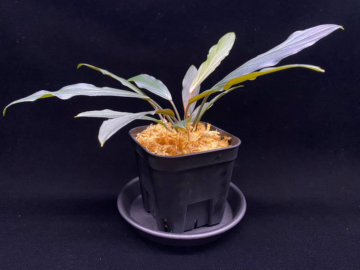 LA便 Homalomena sp.Papua【LA0021-05z】ホマロメナ LA便 Homalomena sp.Papua【LA0021-05z】ホマロメナ - メルカリ