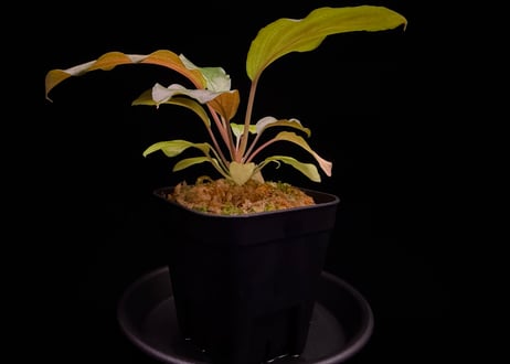第一弾　Homalomena Hybrid【M0324-f1】