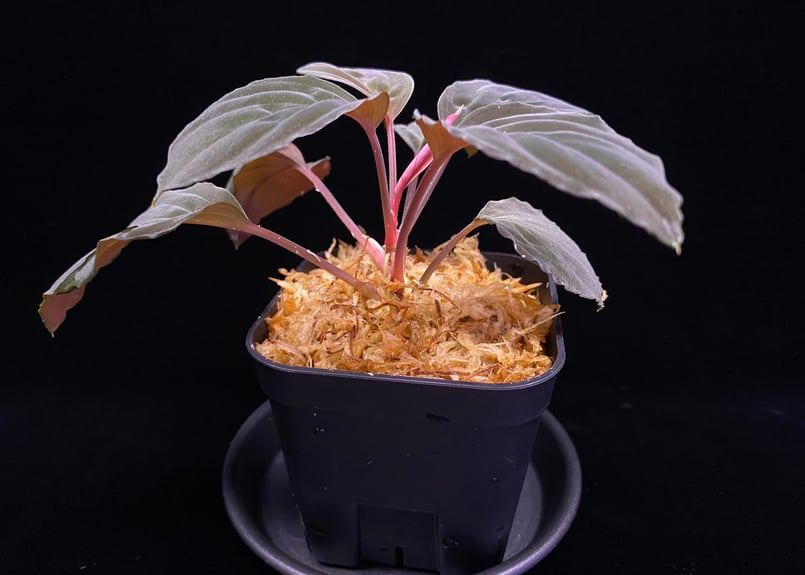 Homalomena sp 