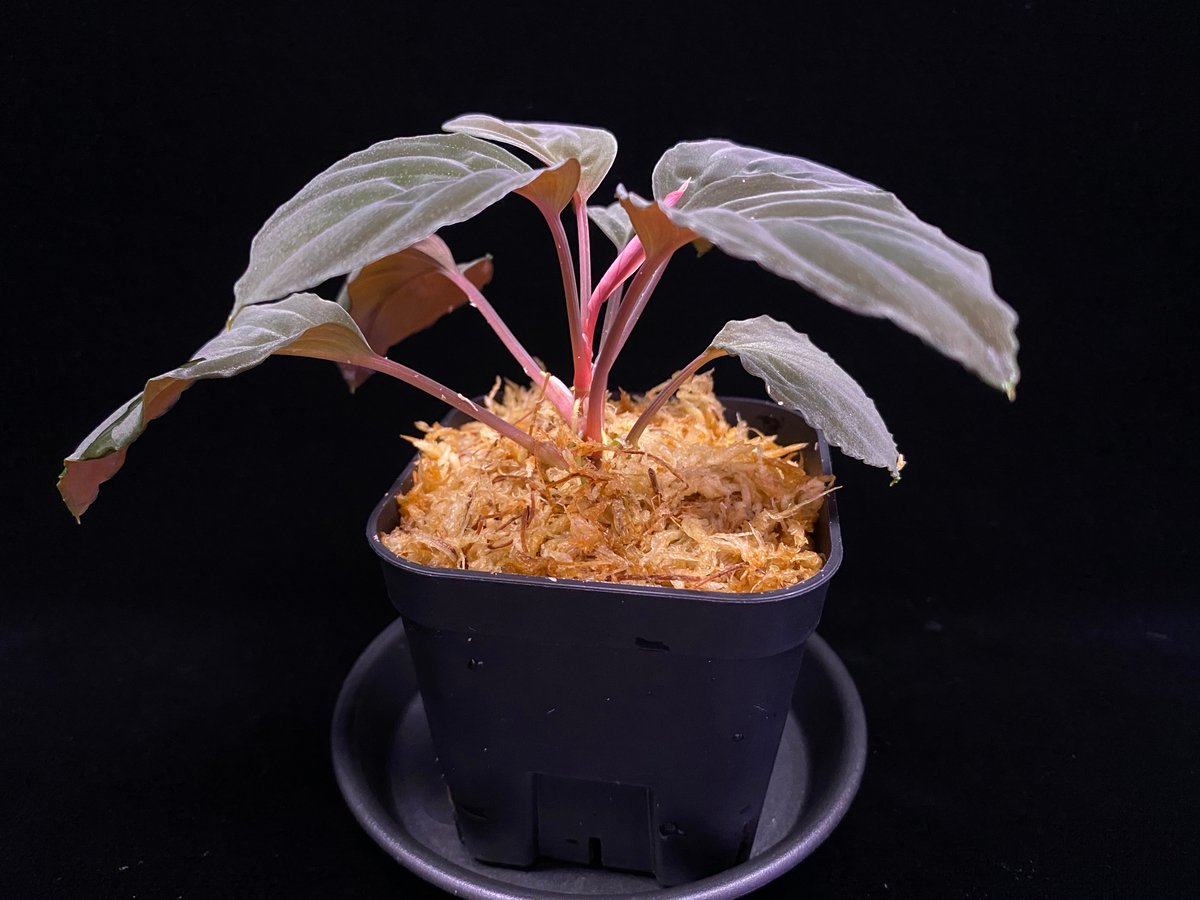 Homalomena sp 
